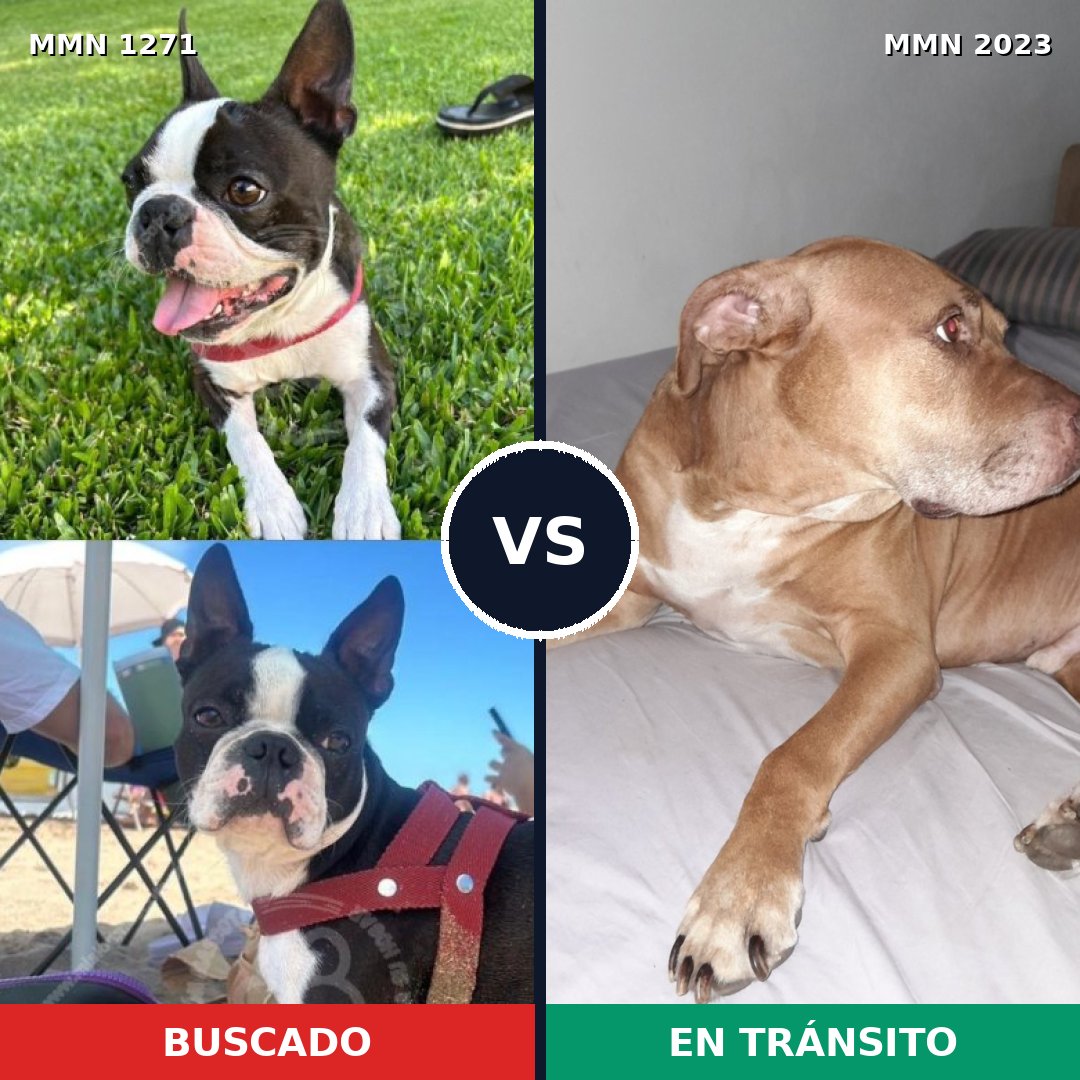 Comparativa MMS 51267: mascota perdida y mascota encontrada, 33% de similitud