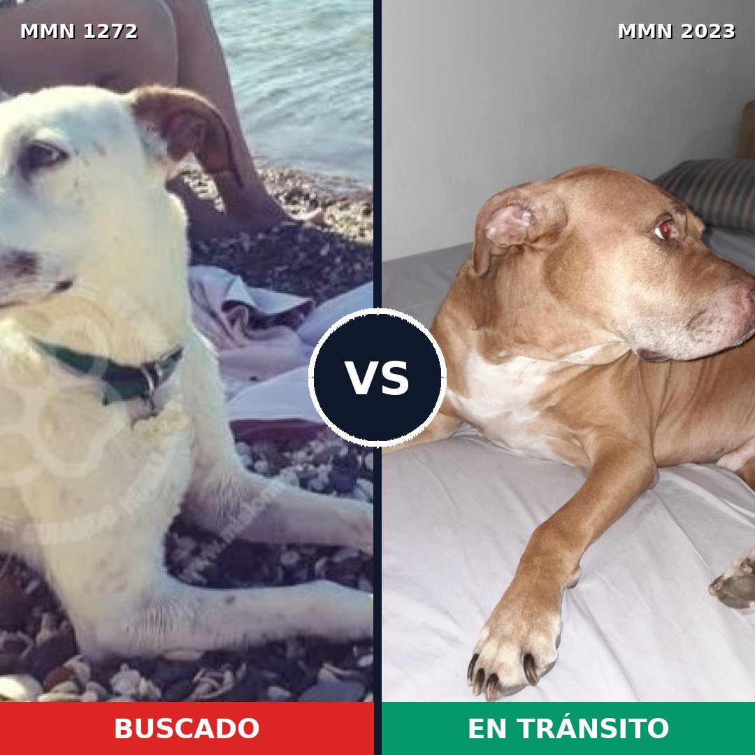Comparativa MMS 51268: mascota perdida y mascota encontrada, 36% de similitud
