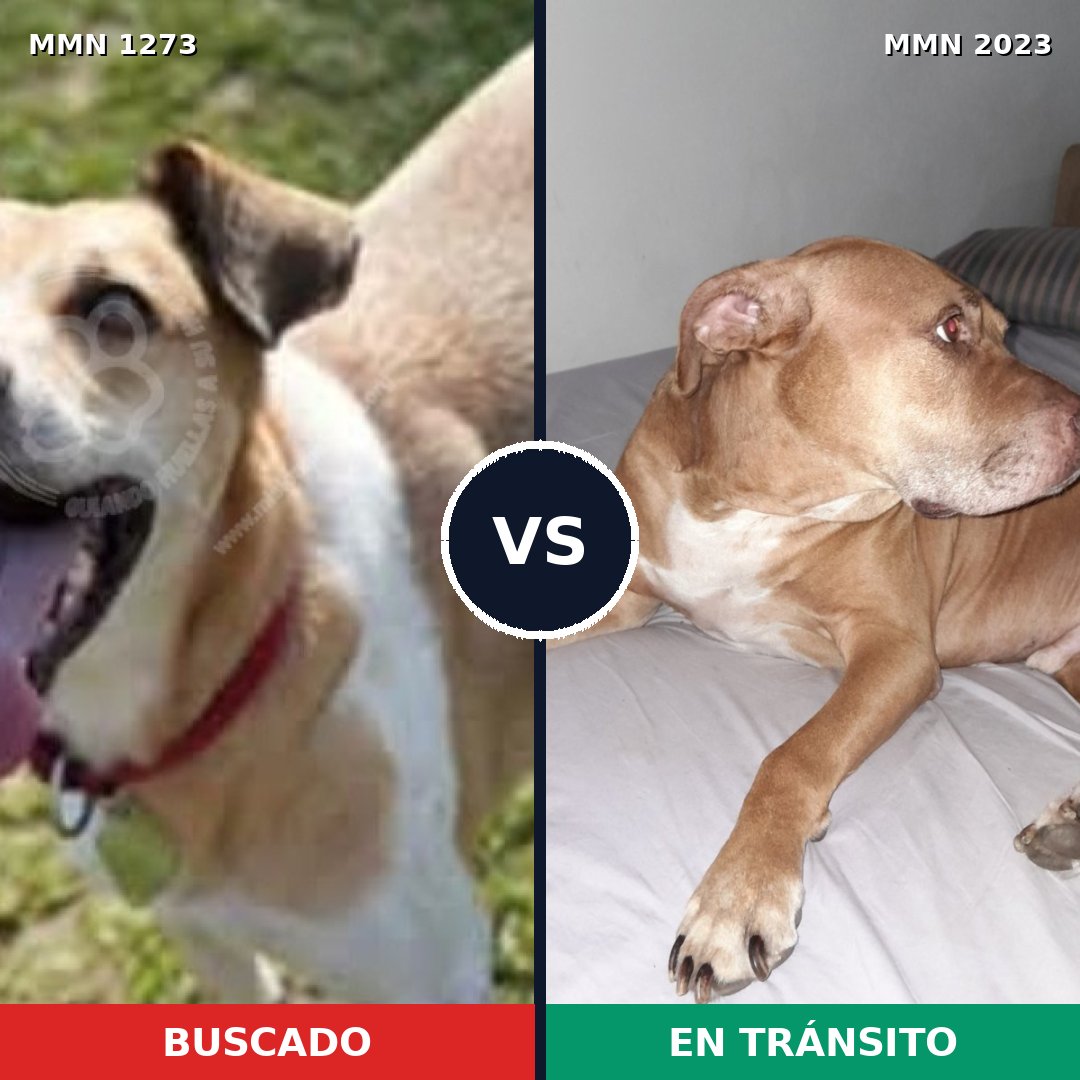 Comparativa MMS 51269: mascota perdida y mascota encontrada, 44% de similitud