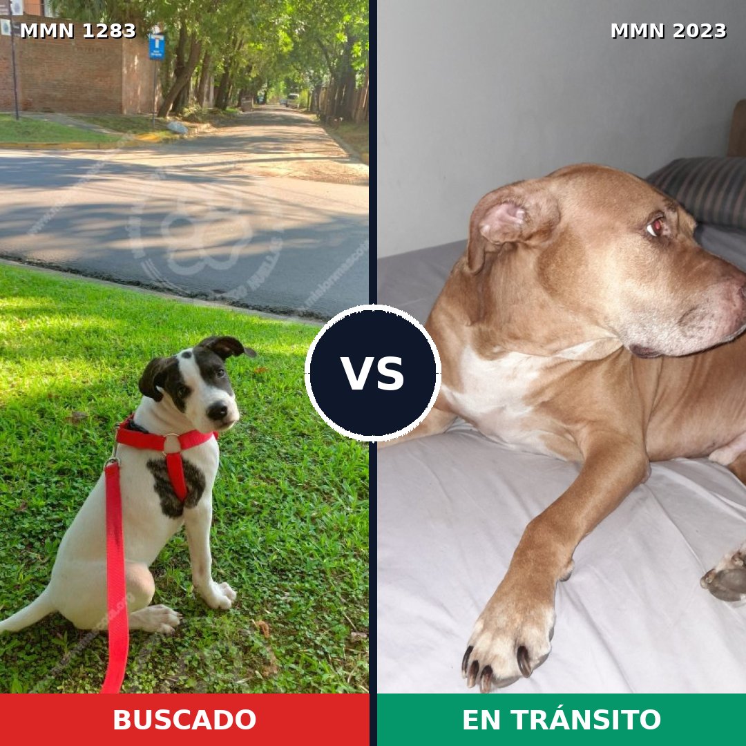 Comparativa MMS 51270: mascota perdida y mascota encontrada, 32% de similitud