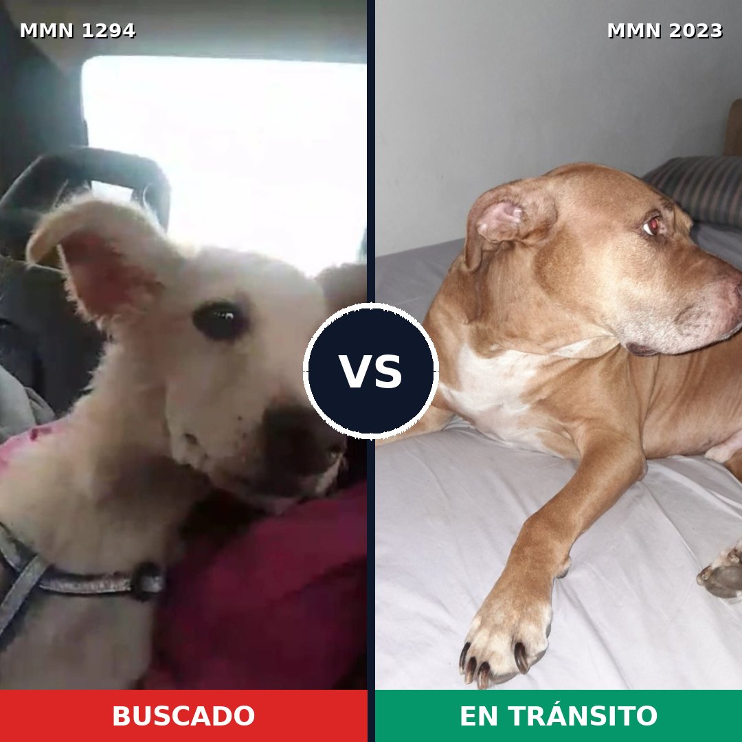 Comparativa MMS 51271: mascota perdida y mascota encontrada, 42% de similitud