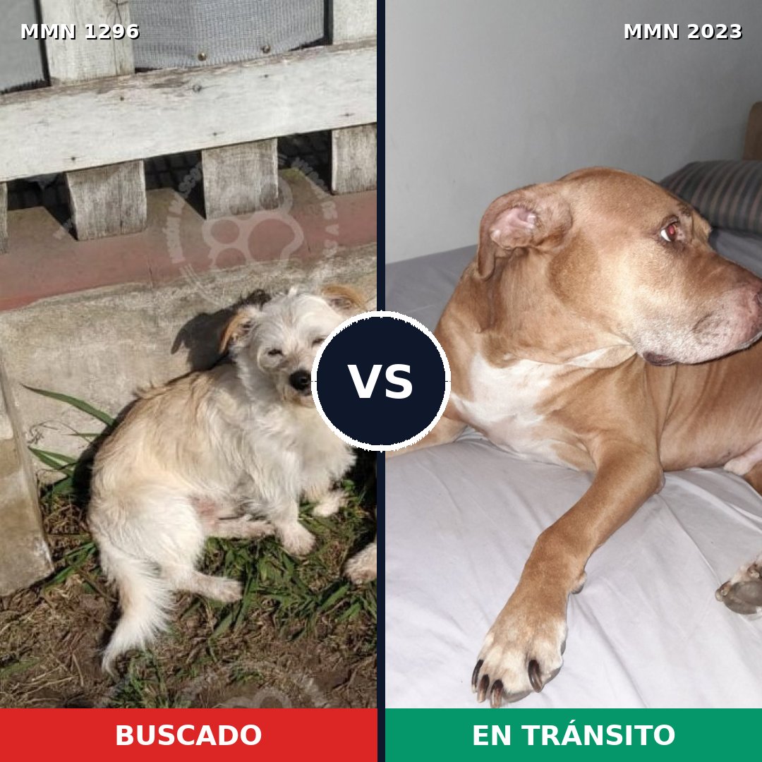 Comparativa MMS 51272: mascota perdida y mascota encontrada, 34% de similitud
