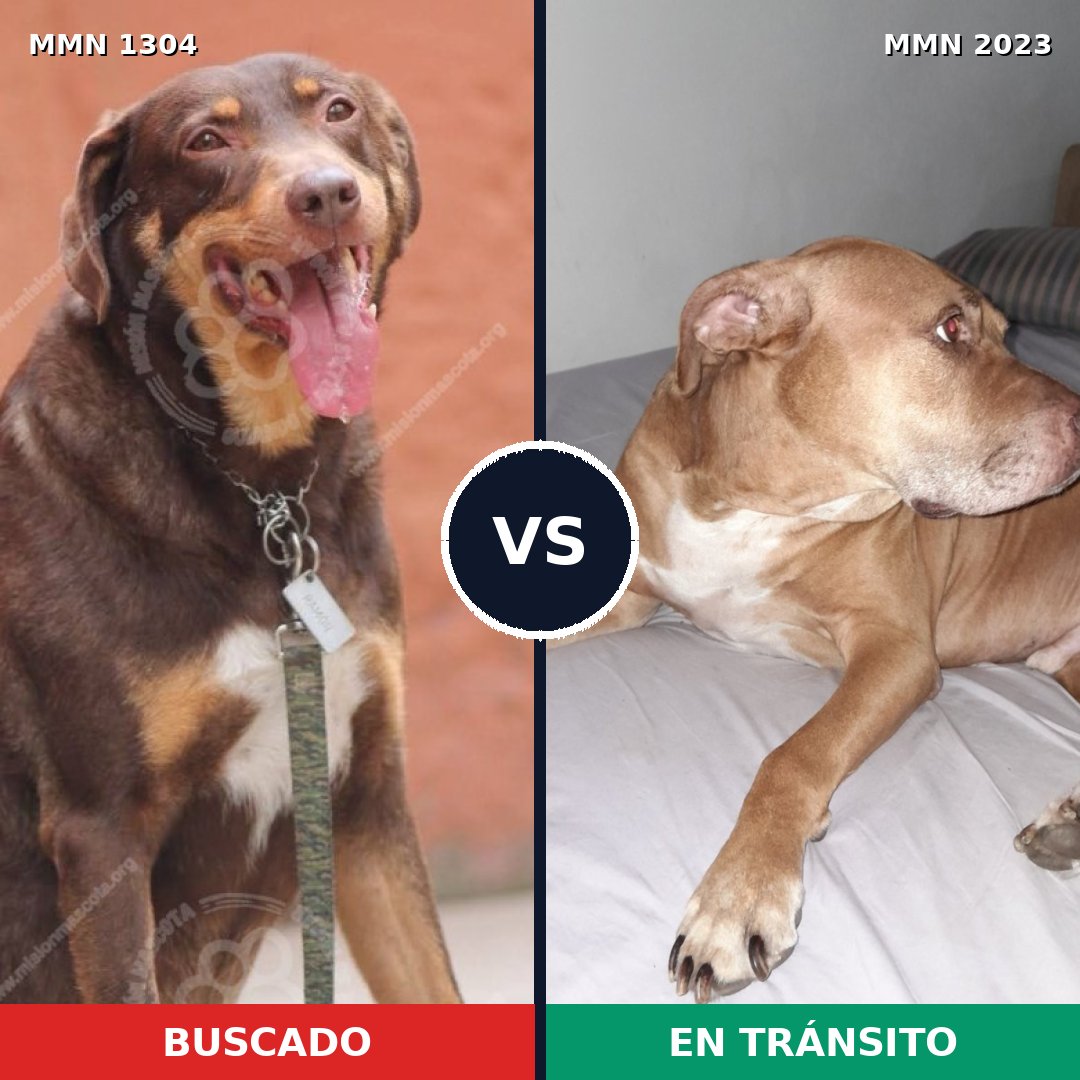 Comparativa MMS 51273: mascota perdida y mascota encontrada, 39% de similitud