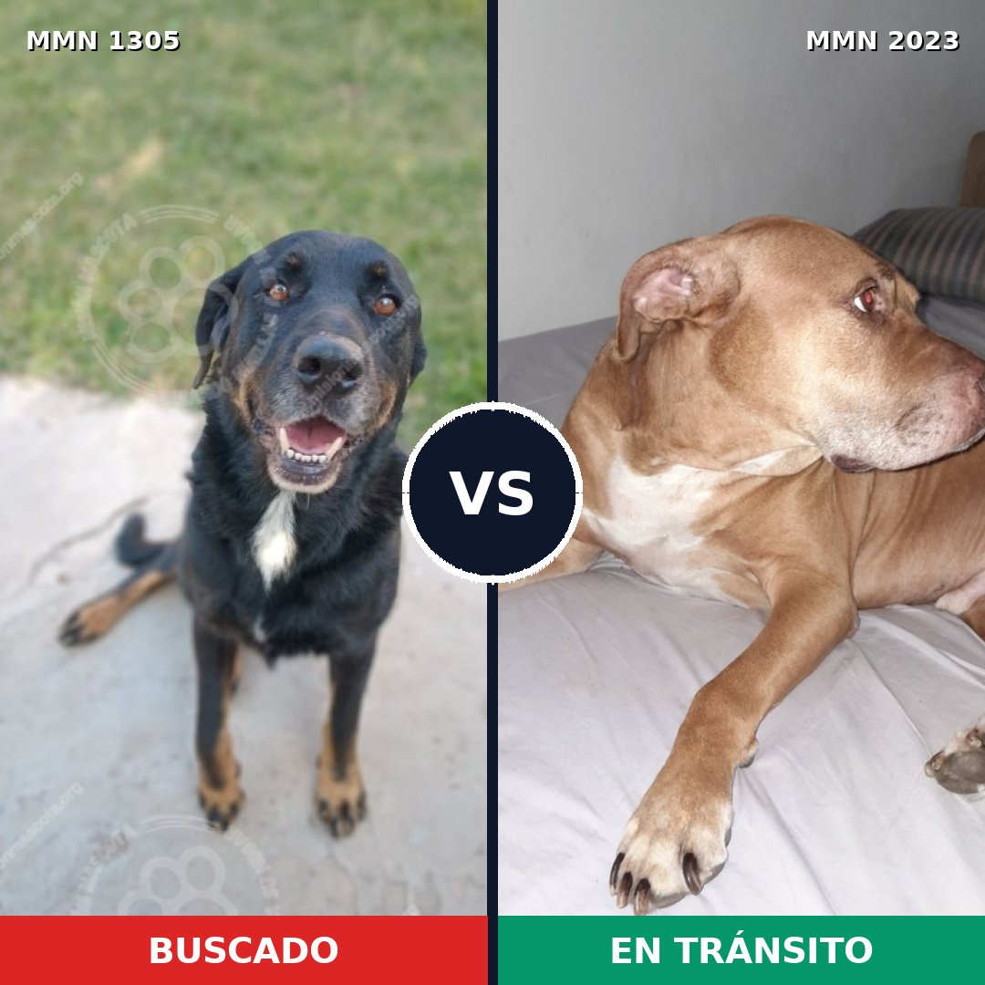 Comparativa MMS 51274: mascota perdida y mascota encontrada, 48% de similitud