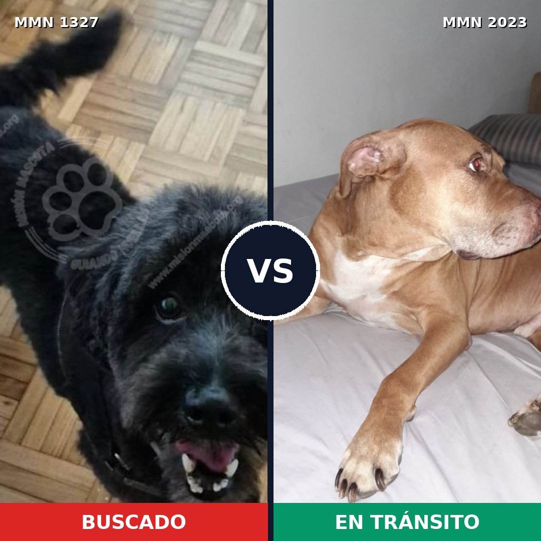 Comparativa MMS 51275: mascota perdida y mascota encontrada, 33% de similitud