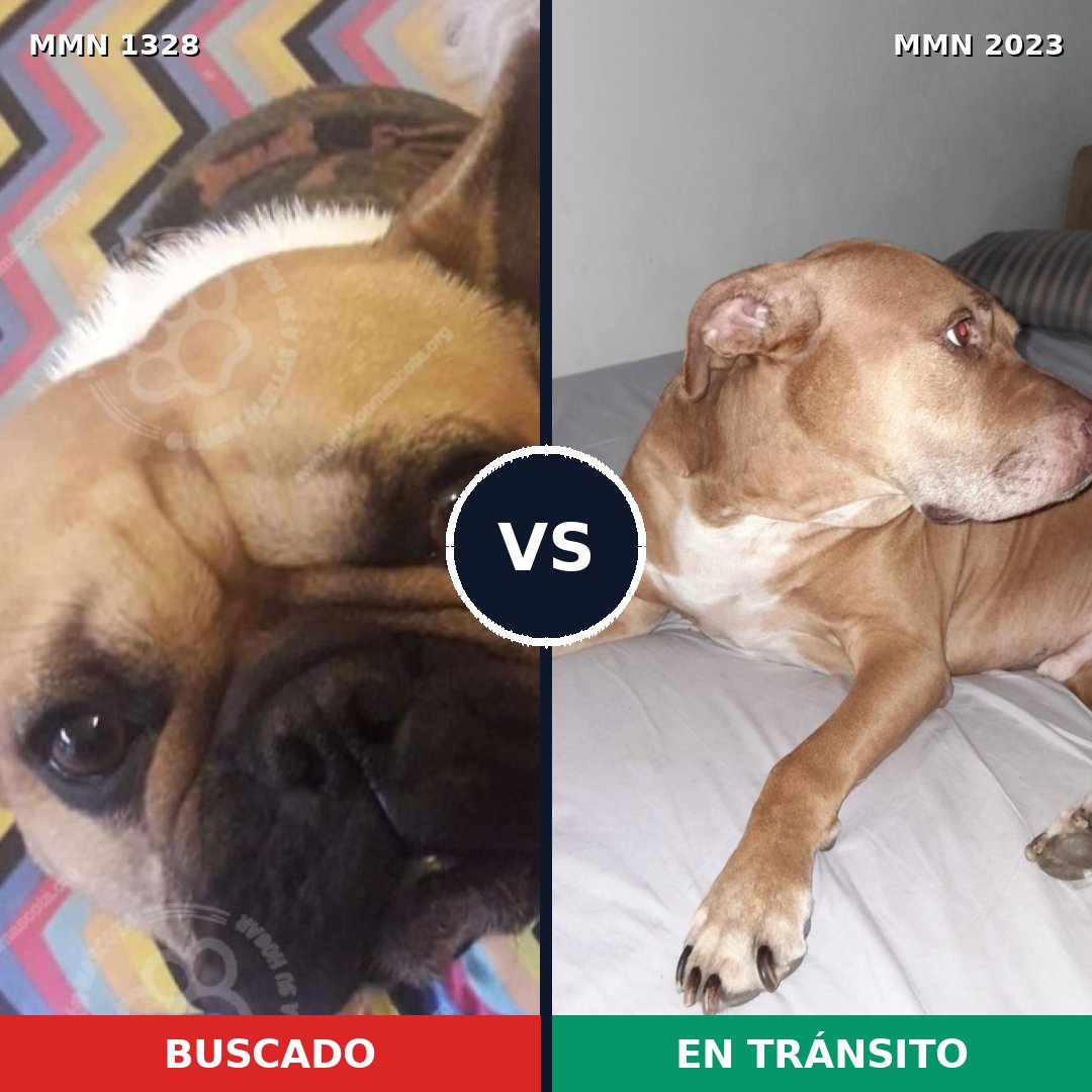 Comparativa MMS 51276: mascota perdida y mascota encontrada, 45% de similitud