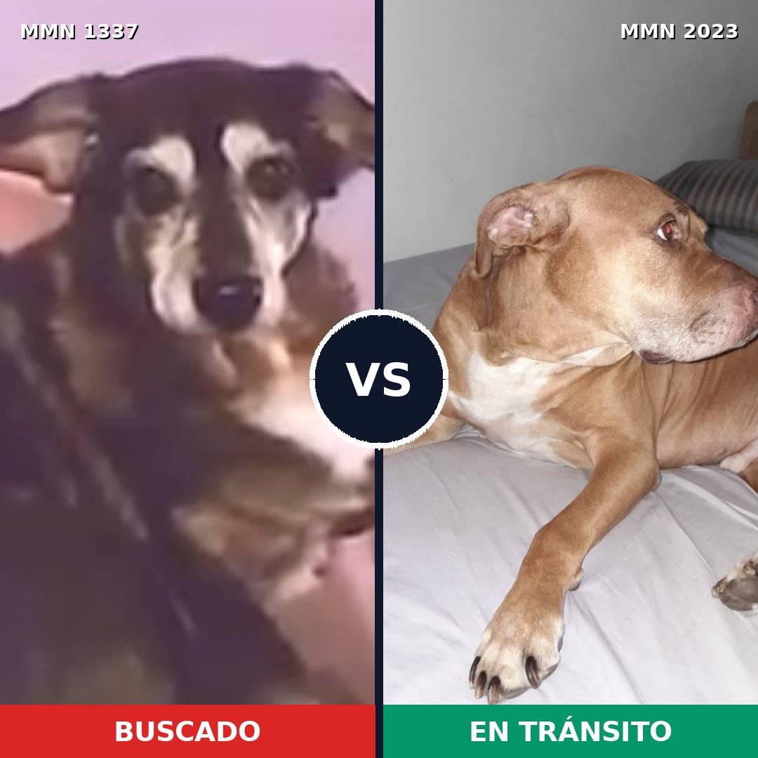 Comparativa MMS 51277: mascota perdida y mascota encontrada, 42% de similitud