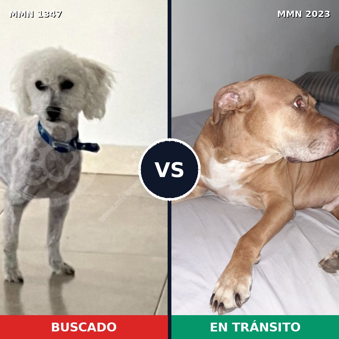 Comparativa MMS 51279: mascota perdida y mascota encontrada, 31% de similitud