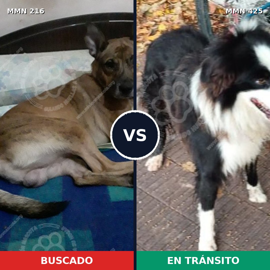 Comparativa MMS 5128: mascota perdida y mascota encontrada, 4% de similitud