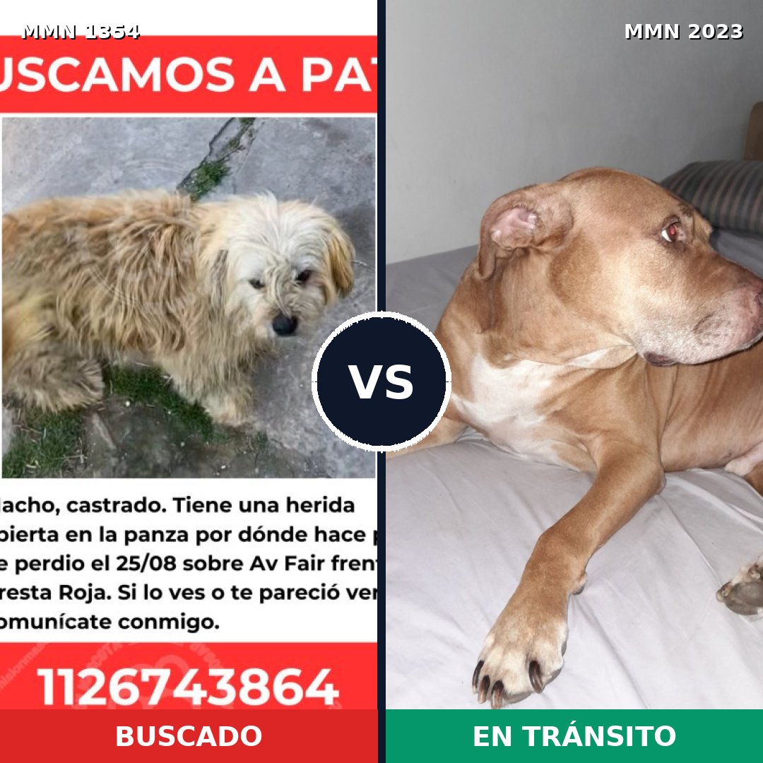 Comparativa MMS 51280: mascota perdida y mascota encontrada, 41% de similitud