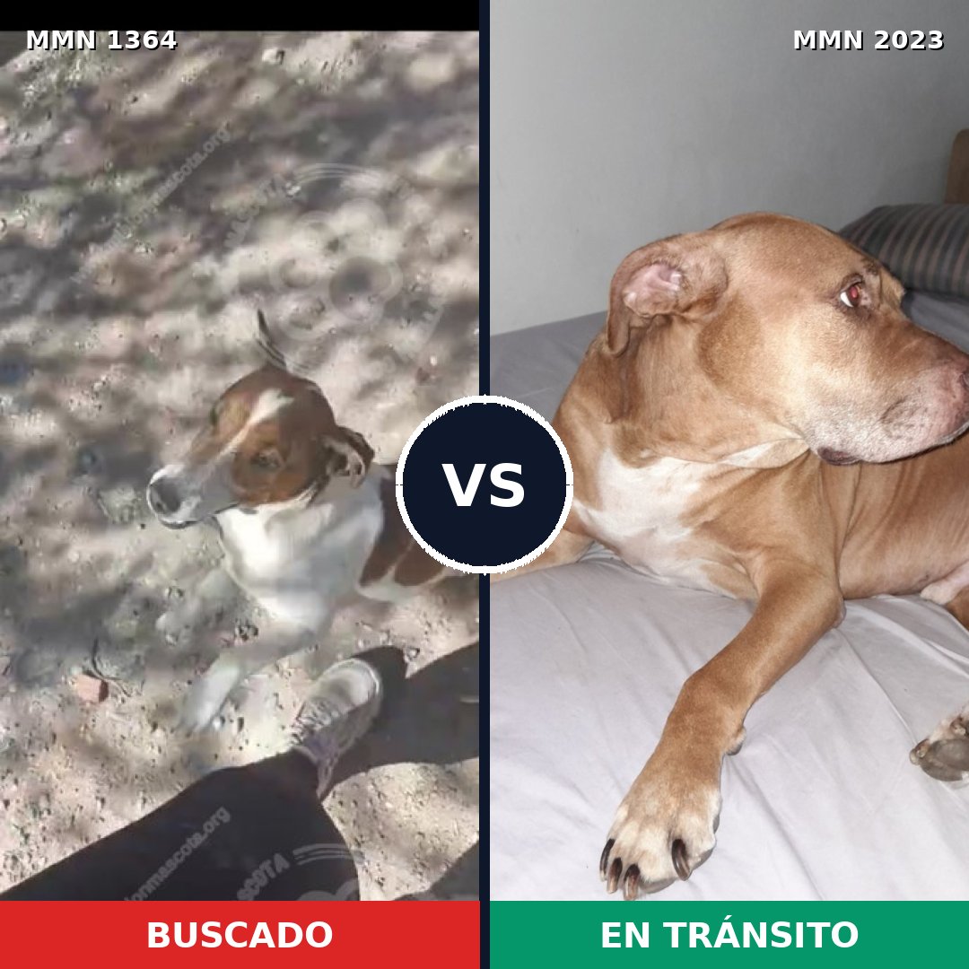 Comparativa MMS 51281: mascota perdida y mascota encontrada, 26% de similitud