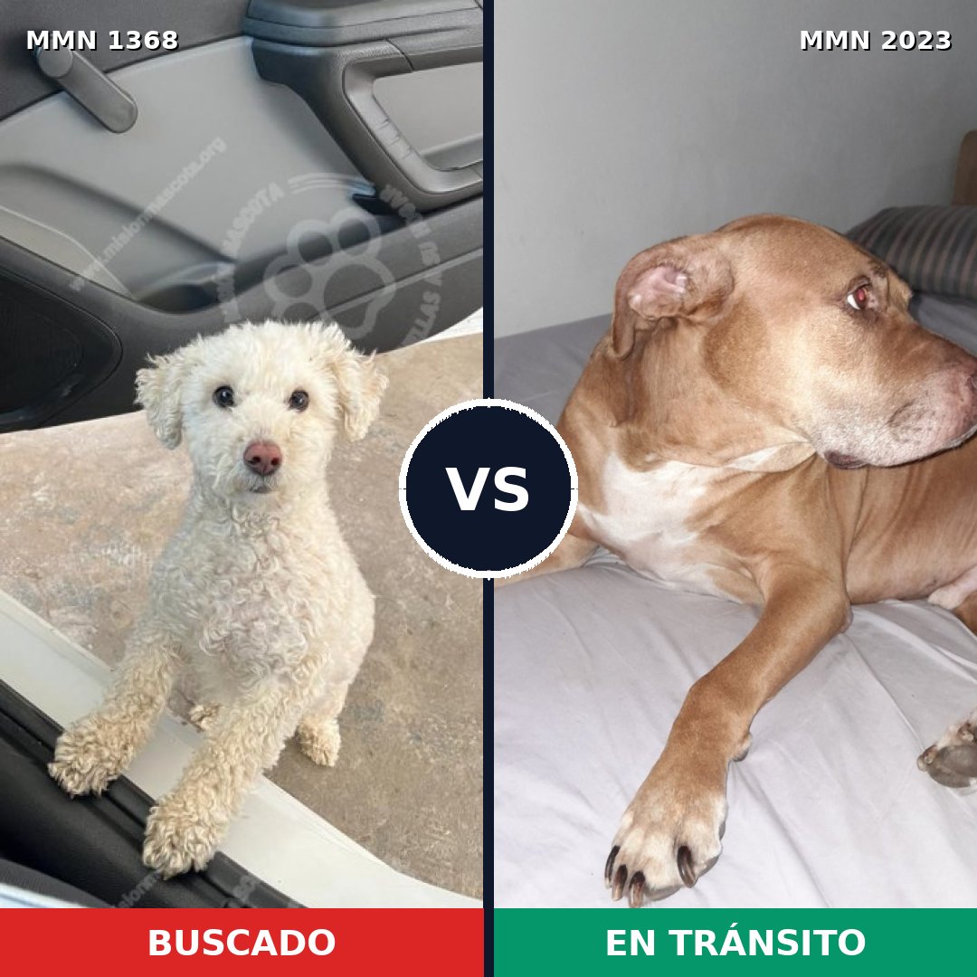 Comparativa MMS 51282: mascota perdida y mascota encontrada, 34% de similitud
