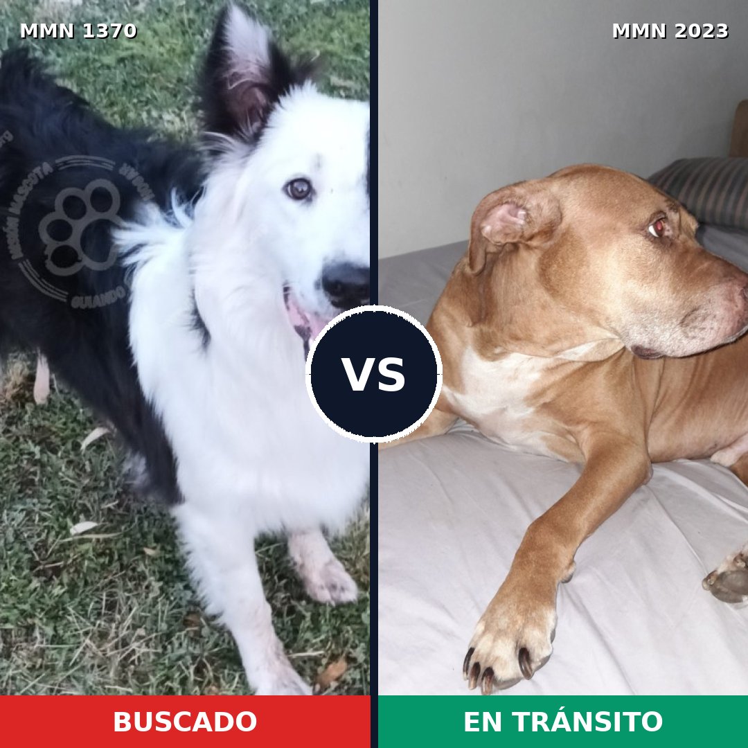 Comparativa MMS 51283: mascota perdida y mascota encontrada, 48% de similitud
