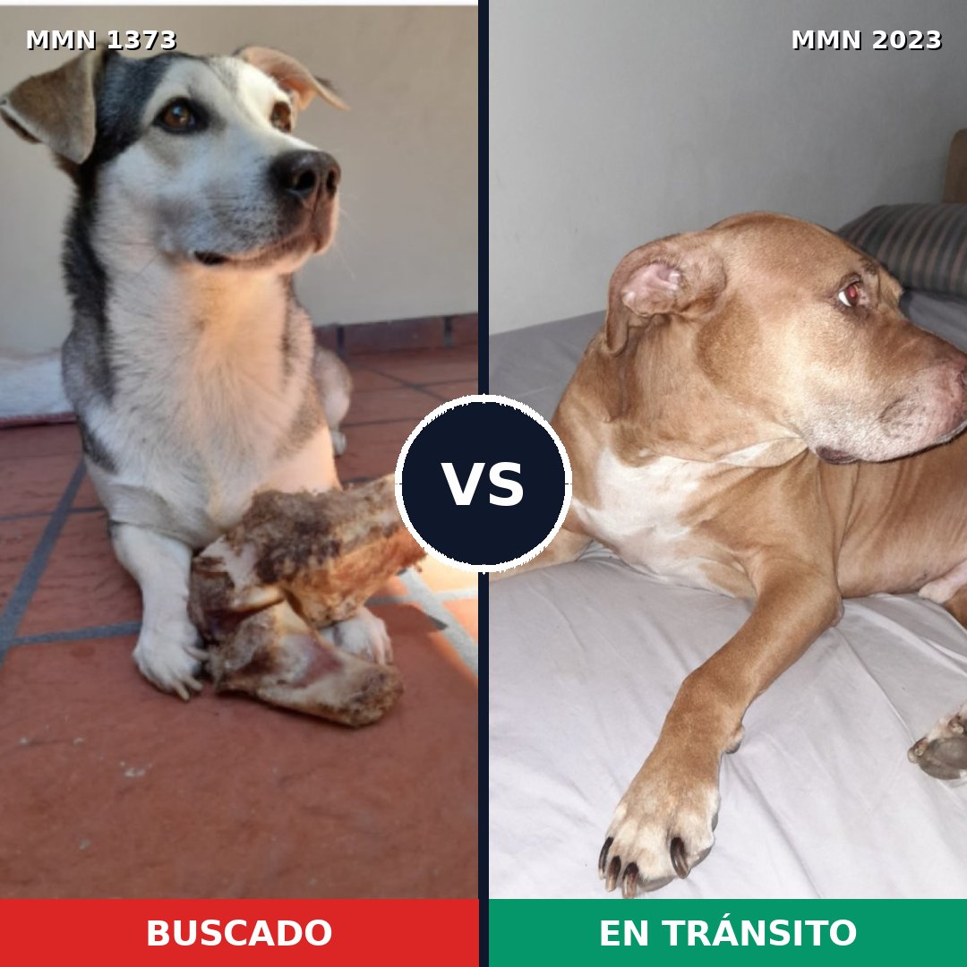 Comparativa MMS 51284: mascota perdida y mascota encontrada, 35% de similitud