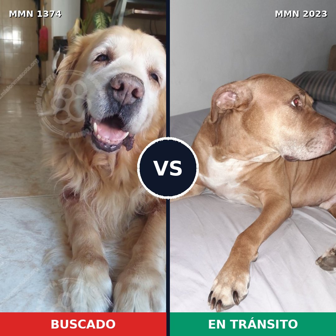 Comparativa MMS 51285: mascota perdida y mascota encontrada, 53% de similitud
