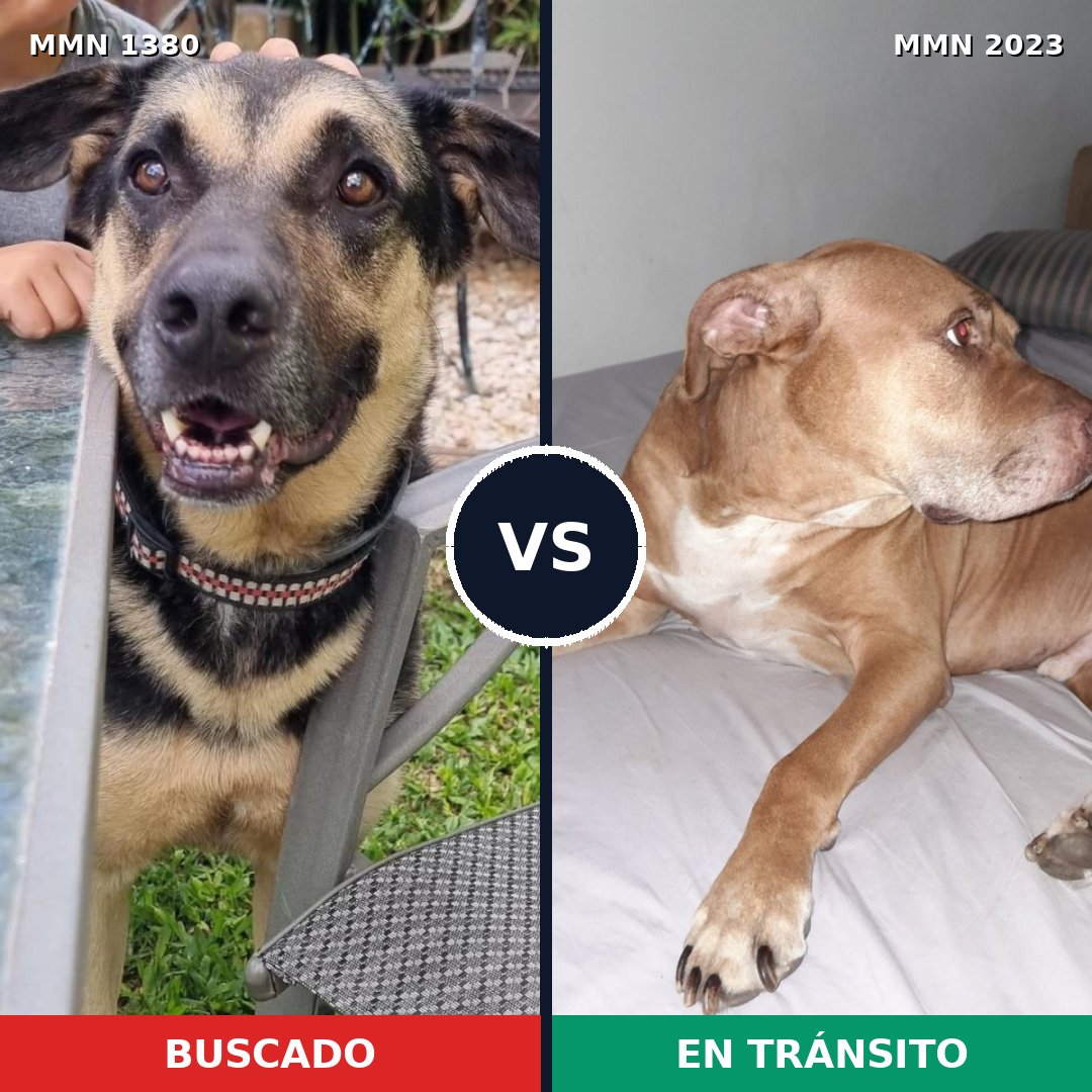 Comparativa MMS 51286: mascota perdida y mascota encontrada, 47% de similitud