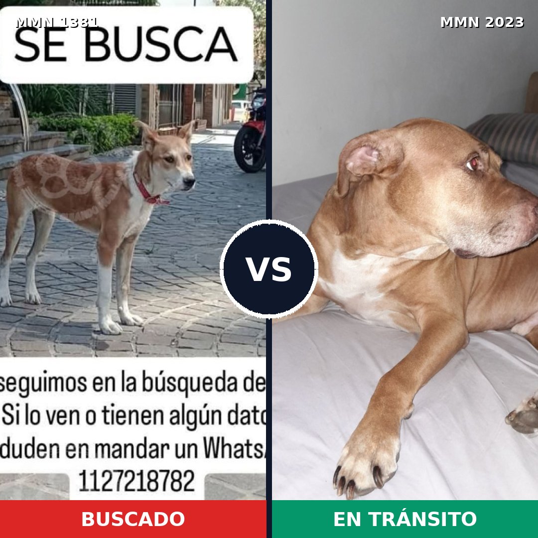 Comparativa MMS 51287: mascota perdida y mascota encontrada, 49% de similitud