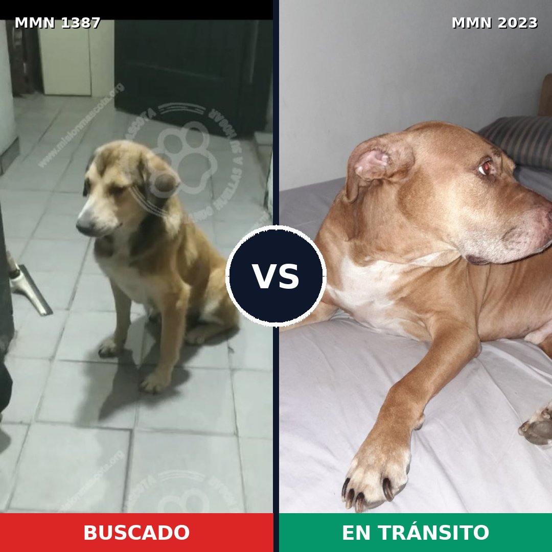 Comparativa MMS 51288: mascota perdida y mascota encontrada, 42% de similitud