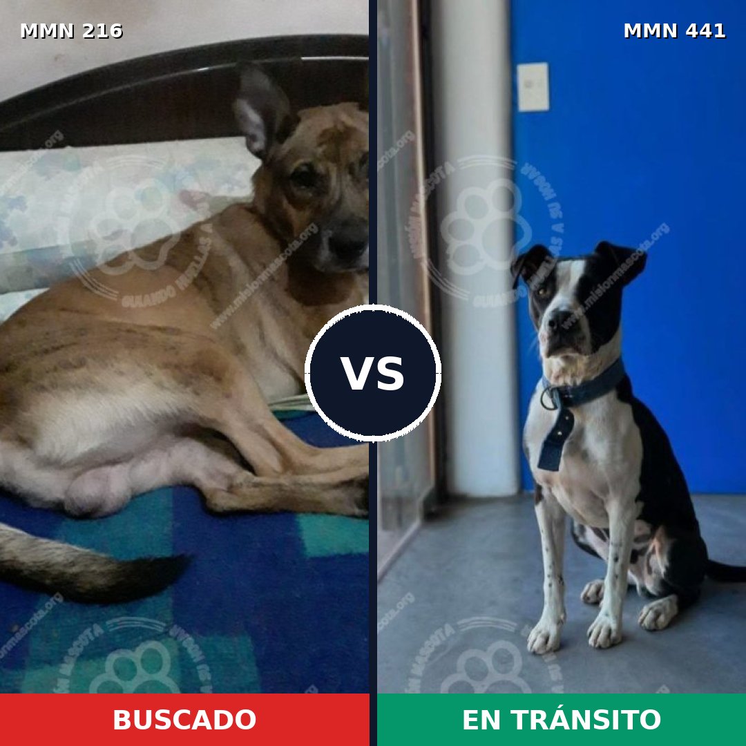 Comparativa MMS 5129: mascota perdida y mascota encontrada, 12% de similitud
