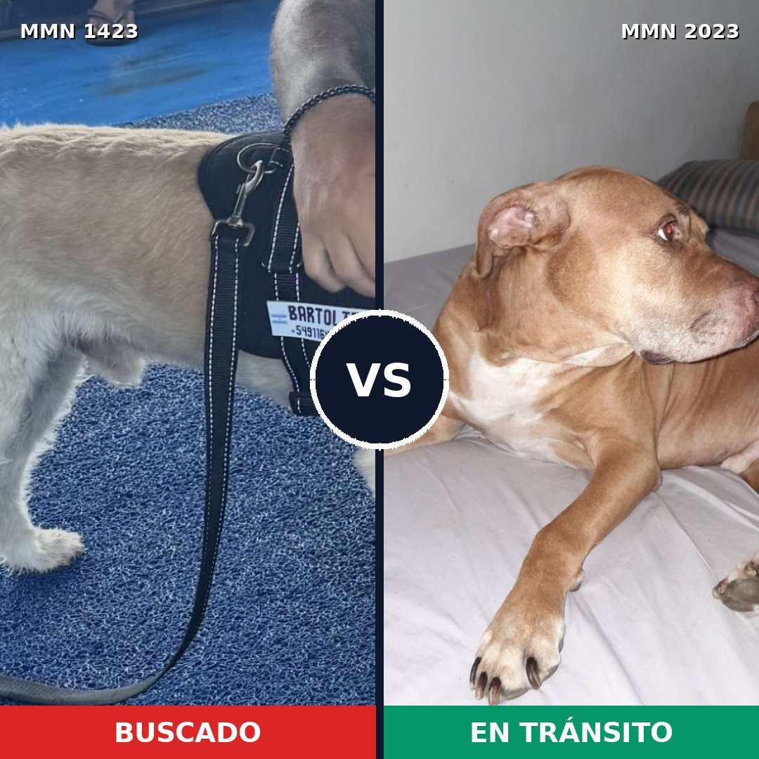 Comparativa MMS 51291: mascota perdida y mascota encontrada, 49% de similitud