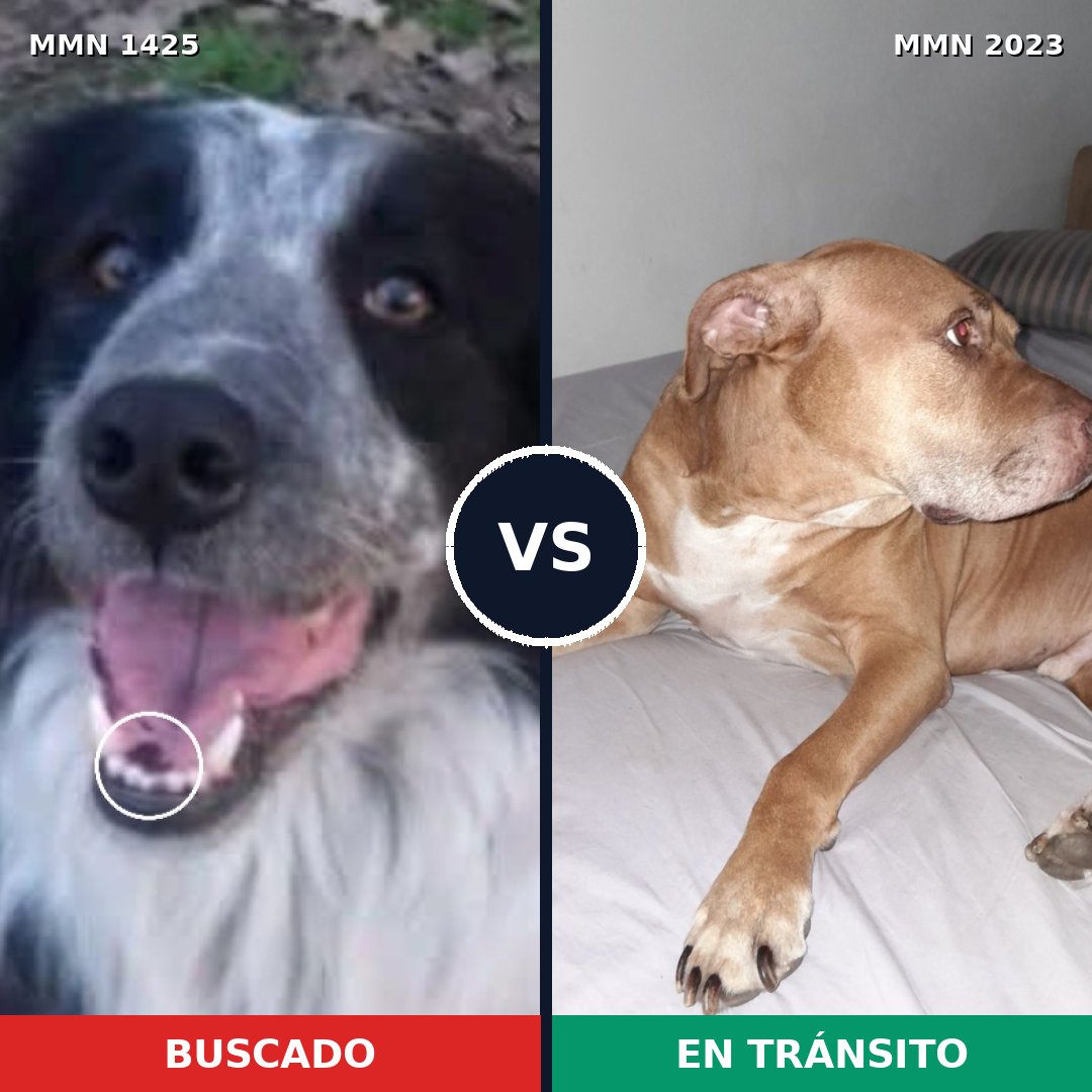 Comparativa MMS 51292: mascota perdida y mascota encontrada, 37% de similitud