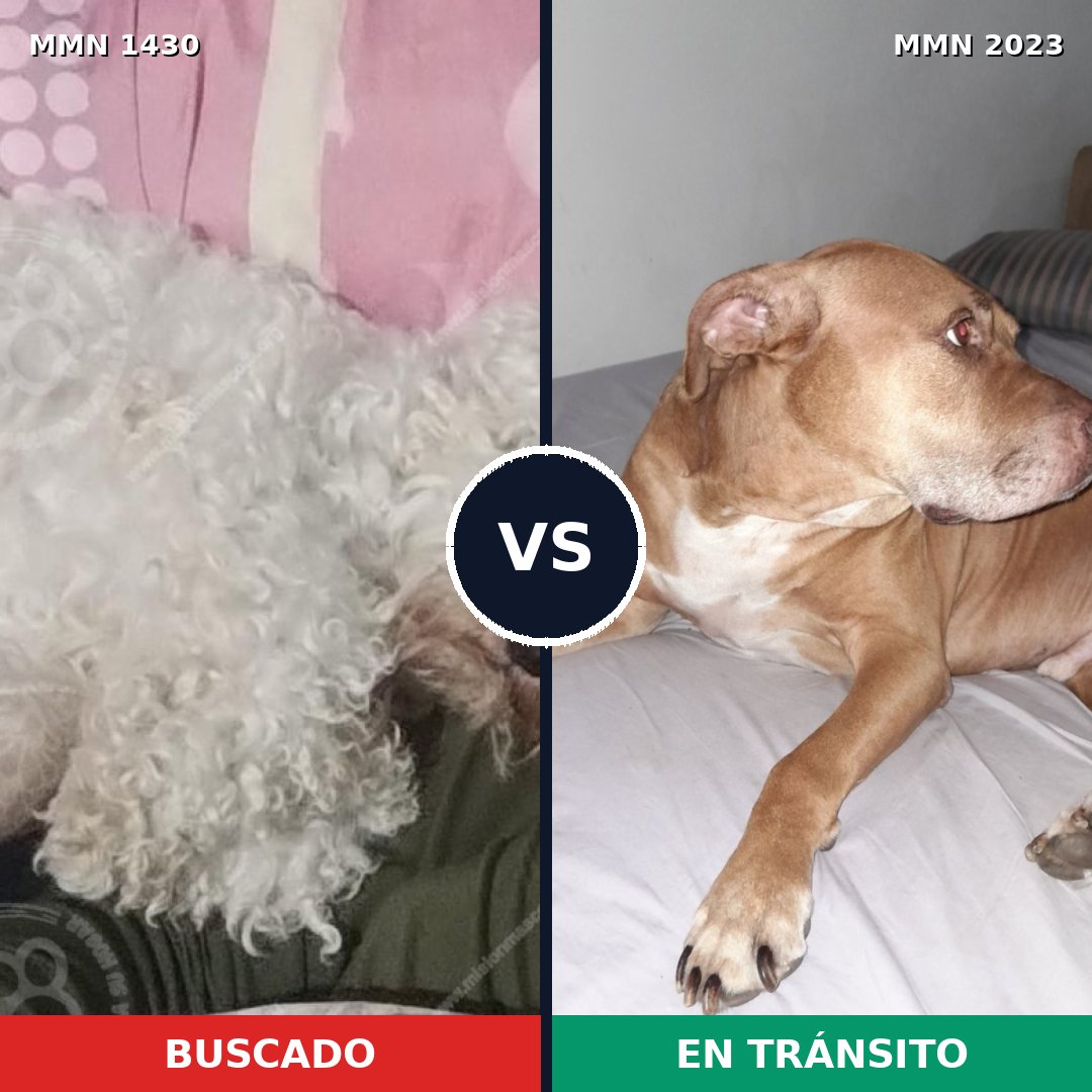 Comparativa MMS 51294: mascota perdida y mascota encontrada, 34% de similitud
