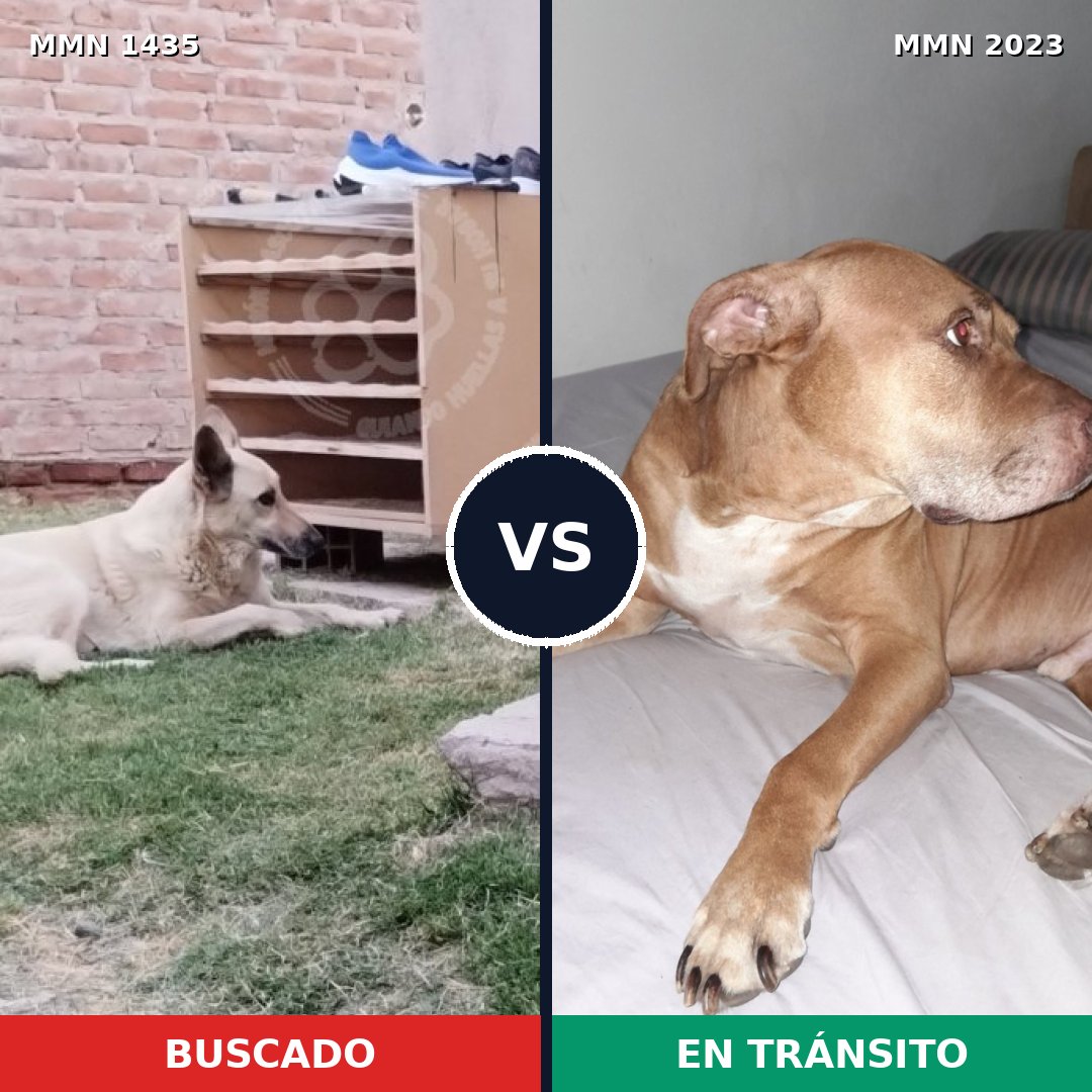 Comparativa MMS 51295: mascota perdida y mascota encontrada, 48% de similitud