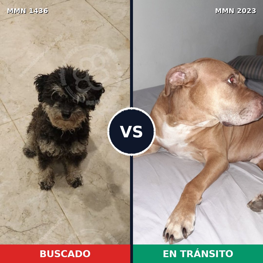 Comparativa MMS 51296: mascota perdida y mascota encontrada, 34% de similitud