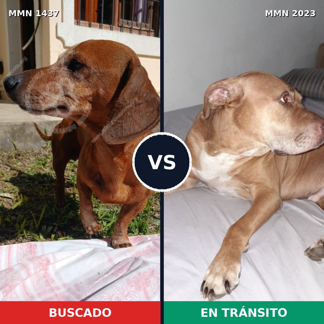 Comparativa MMS 51297: mascota perdida y mascota encontrada, 22% de similitud