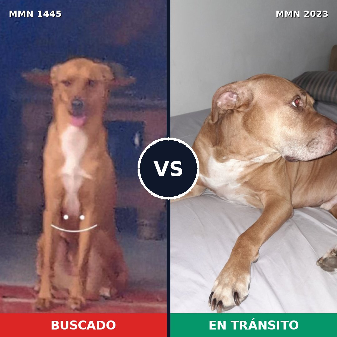 Comparativa MMS 51299: mascota perdida y mascota encontrada, 42% de similitud