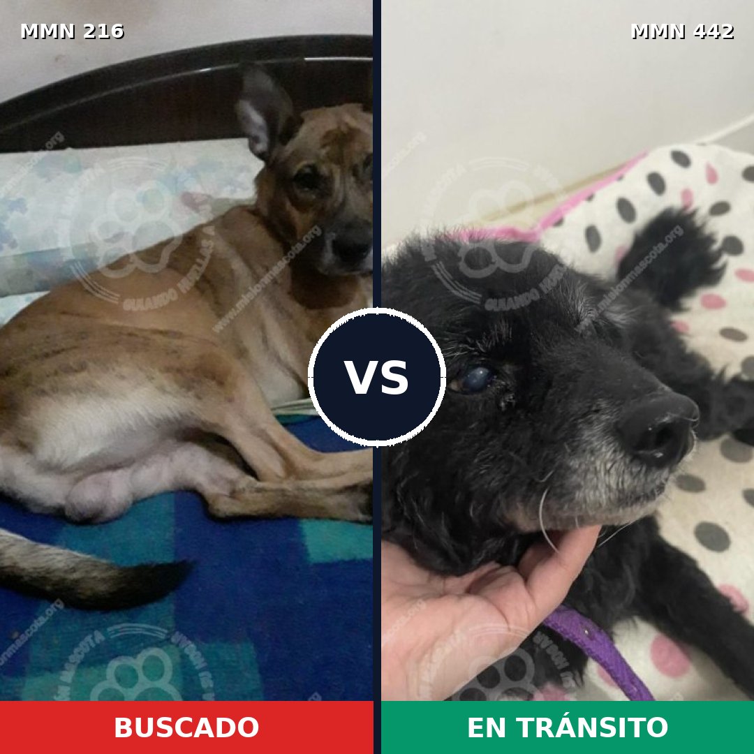 Comparativa MMS 5130: mascota perdida y mascota encontrada, 43% de similitud