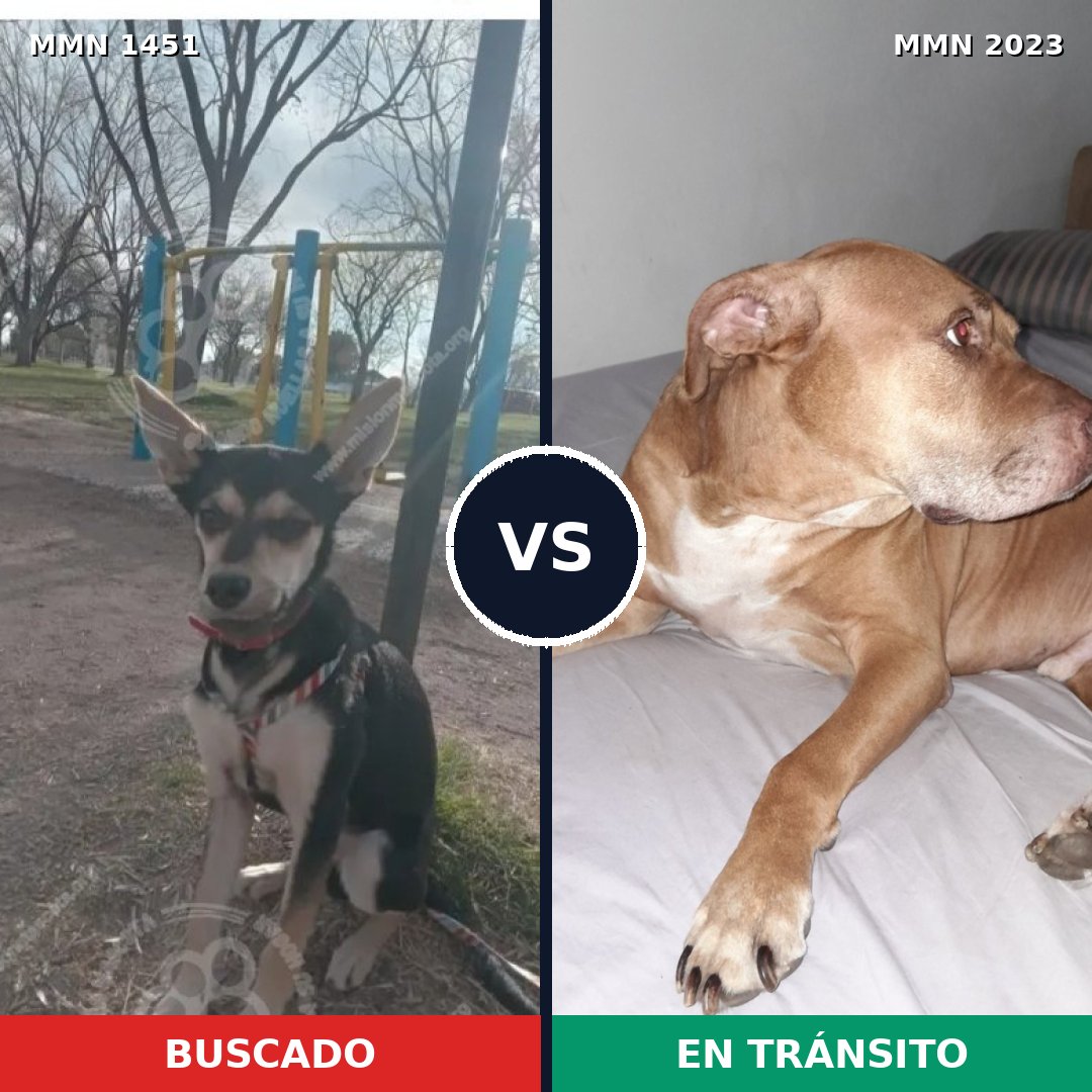 Comparativa MMS 51300: mascota perdida y mascota encontrada, 43% de similitud