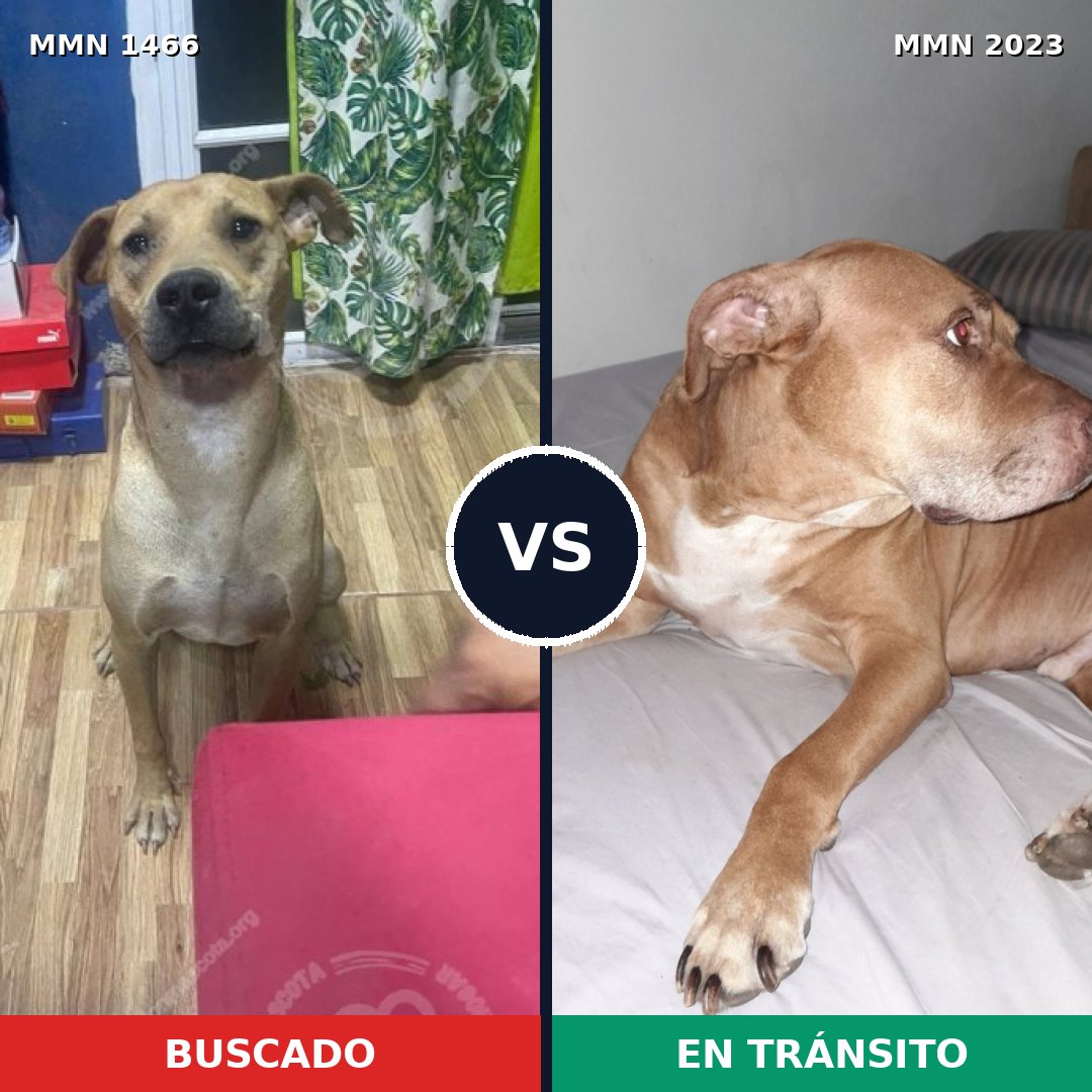 Comparativa MMS 51302: mascota perdida y mascota encontrada, 52% de similitud