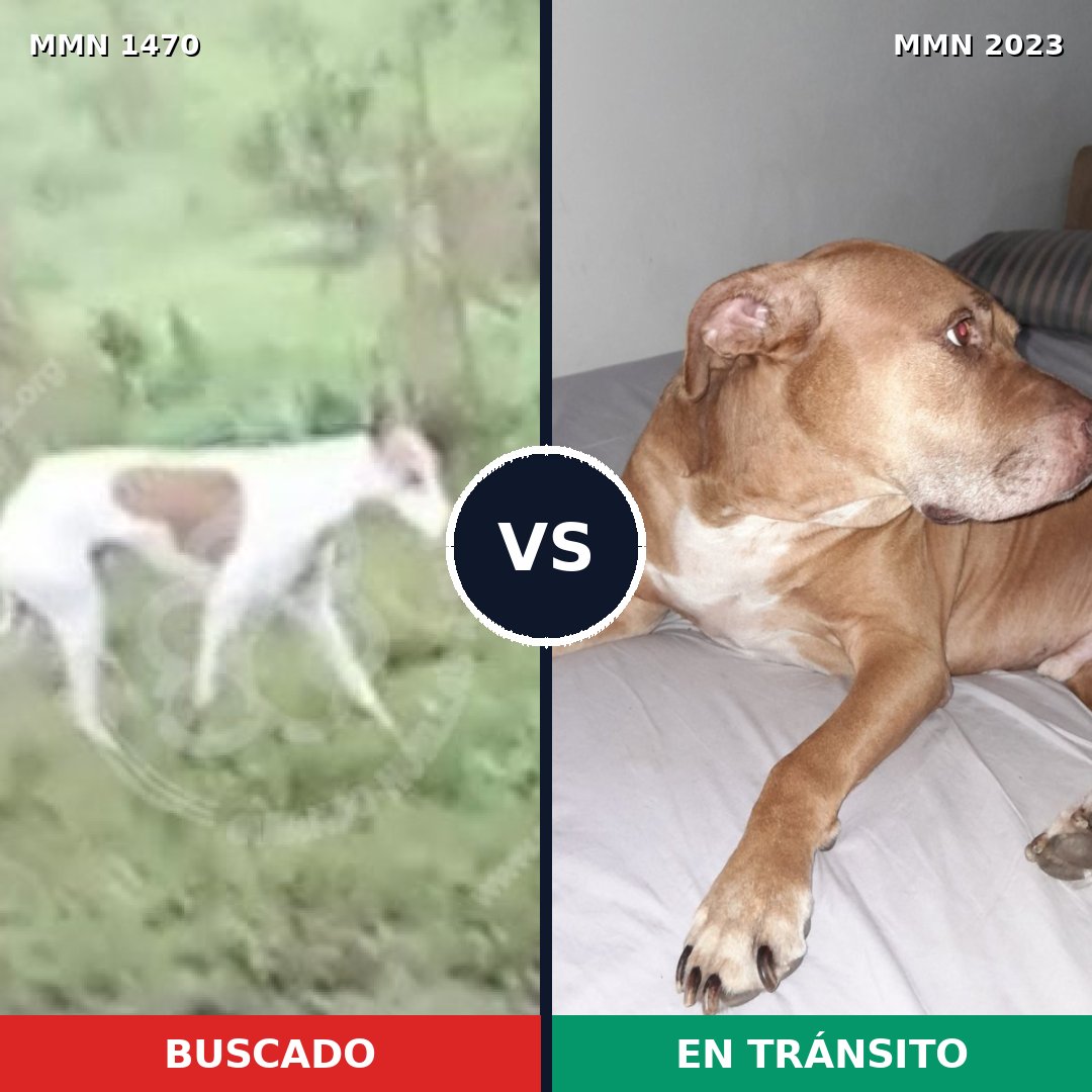 Comparativa MMS 51303: mascota perdida y mascota encontrada, 42% de similitud