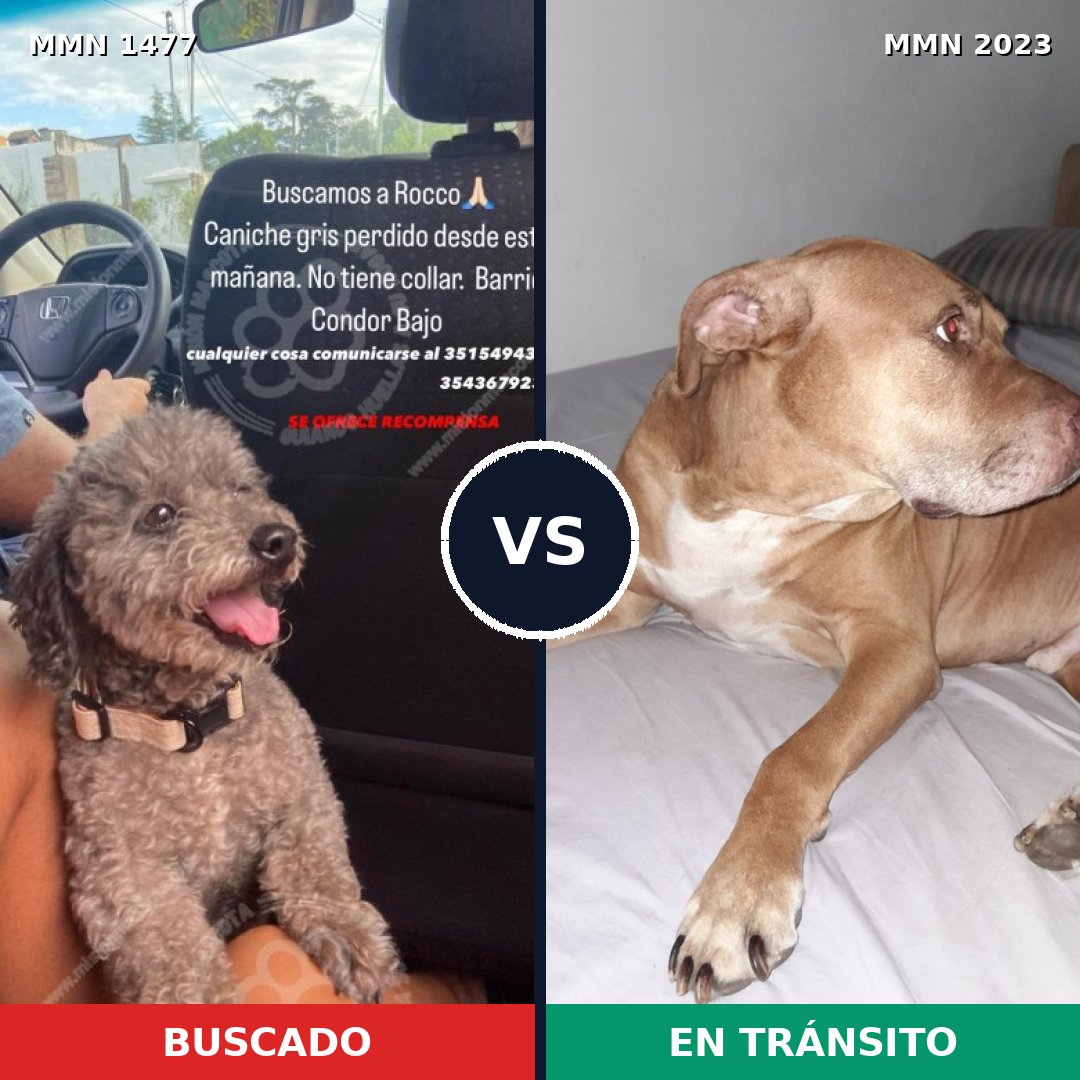 Comparativa MMS 51304: mascota perdida y mascota encontrada, 27% de similitud