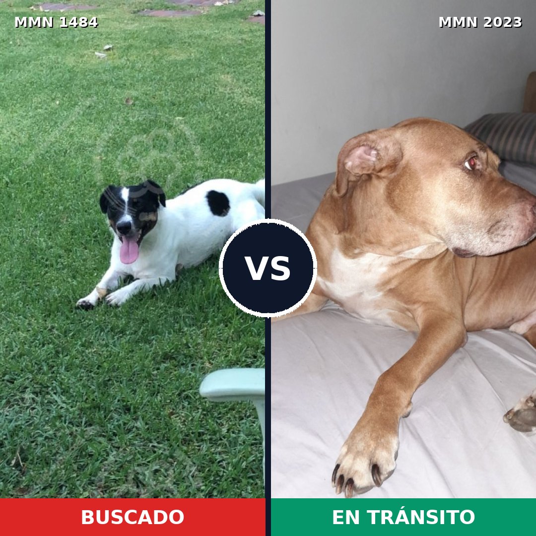 Comparativa MMS 51305: mascota perdida y mascota encontrada, 32% de similitud