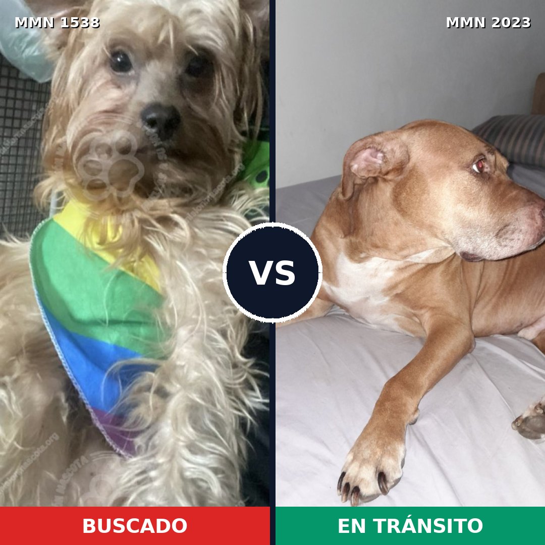 Comparativa MMS 51307: mascota perdida y mascota encontrada, 32% de similitud