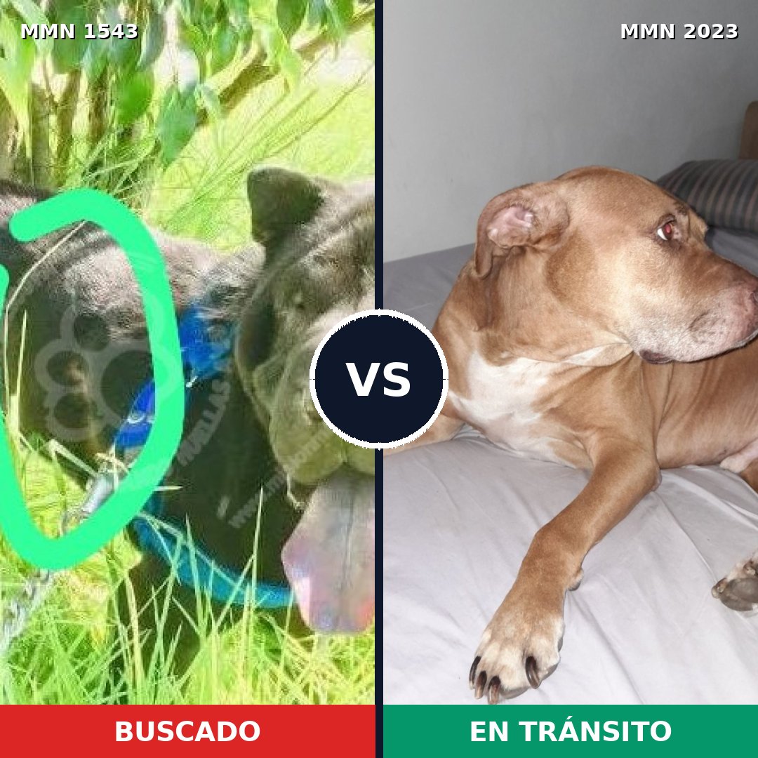 Comparativa MMS 51308: mascota perdida y mascota encontrada, 34% de similitud