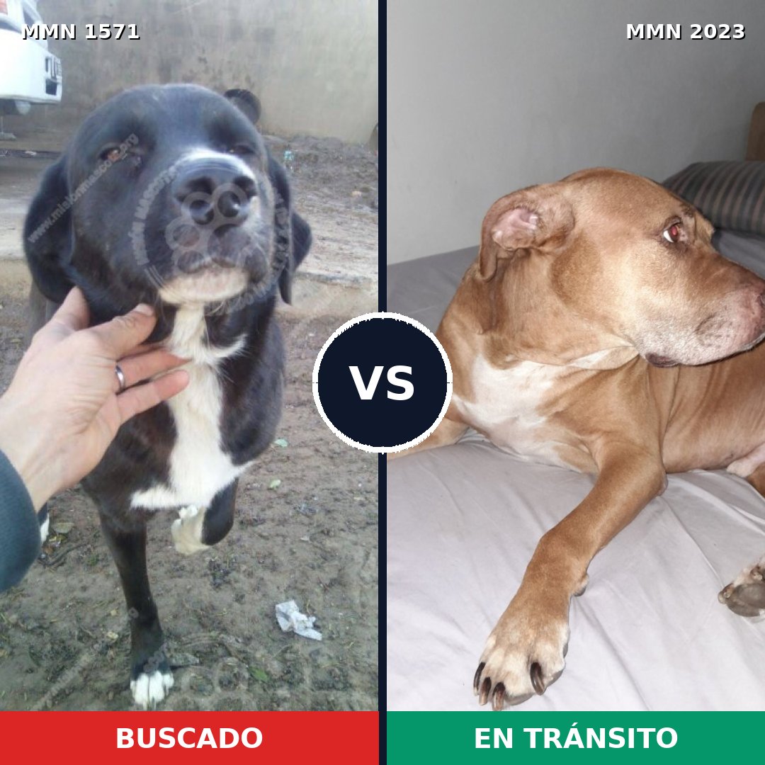Comparativa MMS 51309: mascota perdida y mascota encontrada, 54% de similitud
