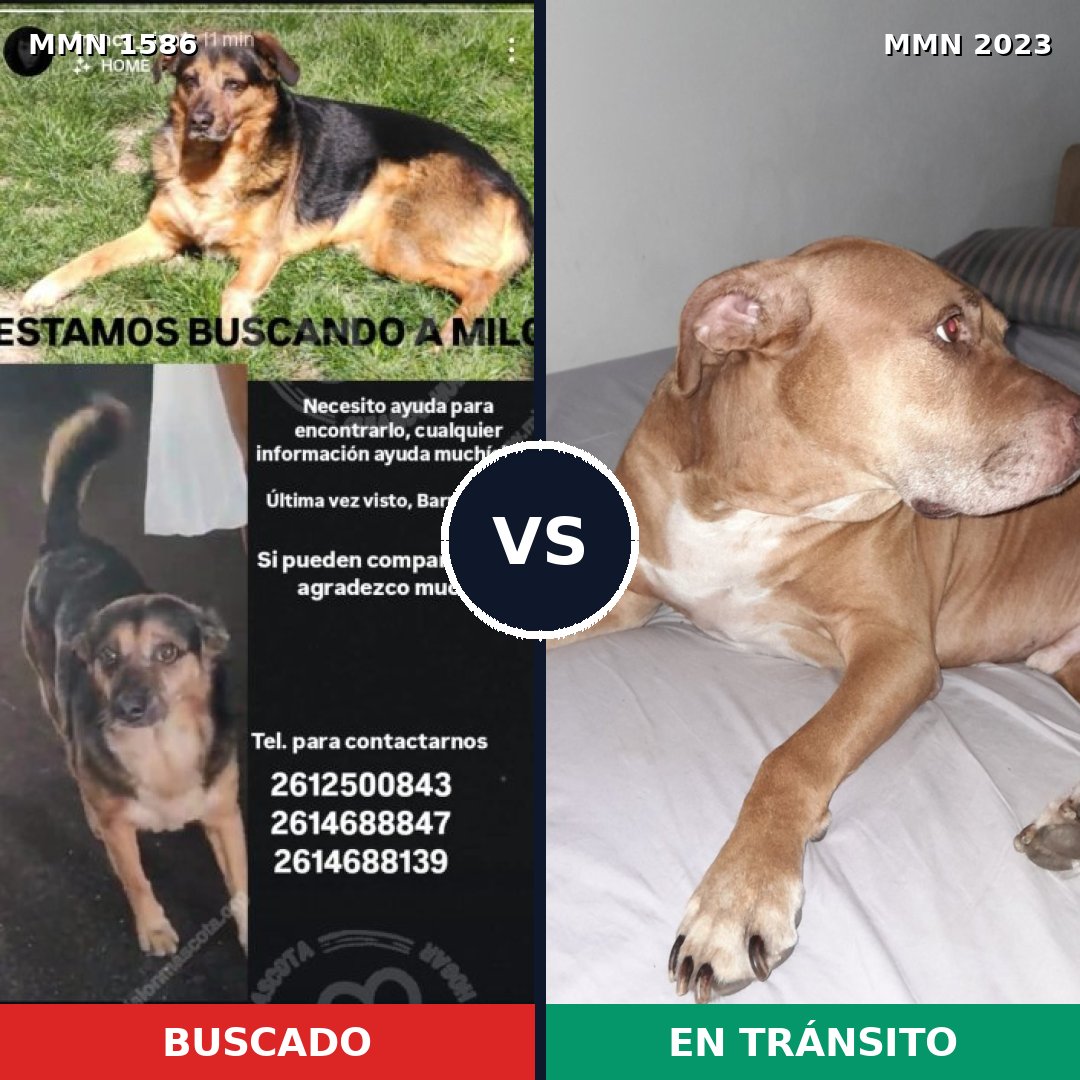 Comparativa MMS 51311: mascota perdida y mascota encontrada, 35% de similitud