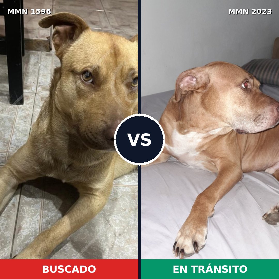 Comparativa MMS 51312: mascota perdida y mascota encontrada, 61% de similitud
