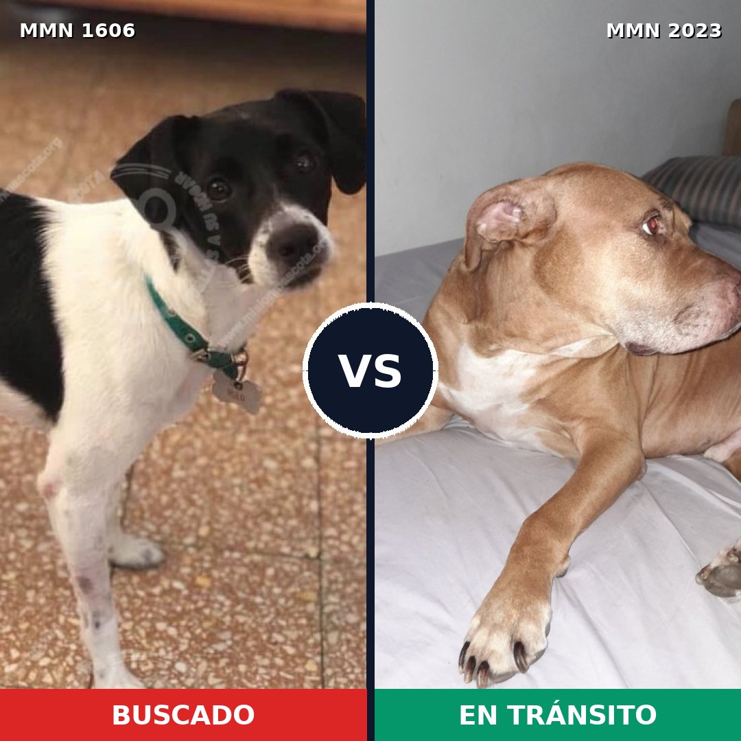 Comparativa MMS 51313: mascota perdida y mascota encontrada, 27% de similitud