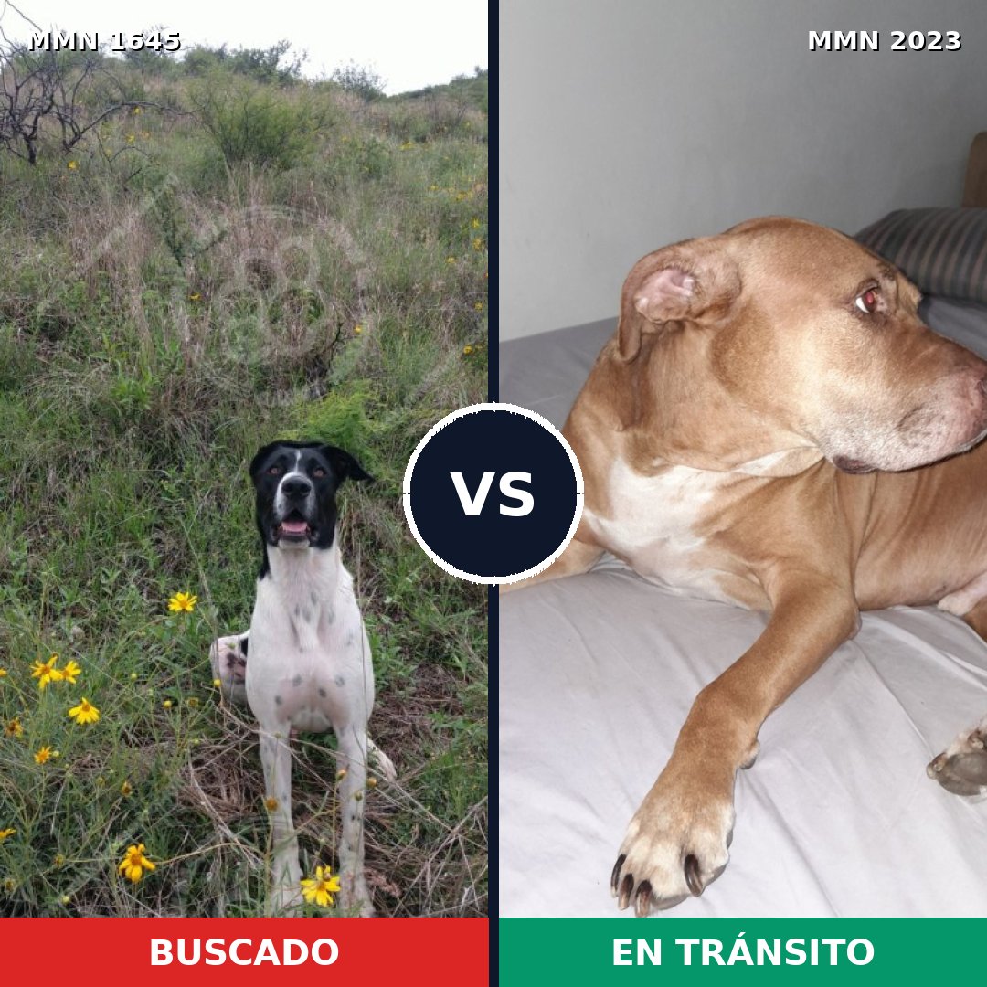 Comparativa MMS 51314: mascota perdida y mascota encontrada, 32% de similitud