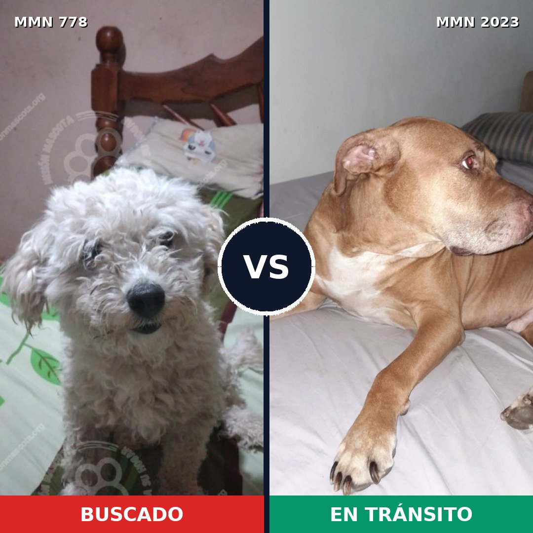 Comparativa MMS 51316: mascota perdida y mascota encontrada, 33% de similitud
