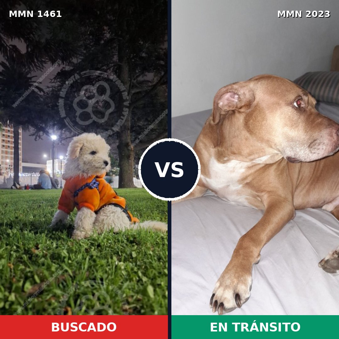 Comparativa MMS 51317: mascota perdida y mascota encontrada, 27% de similitud