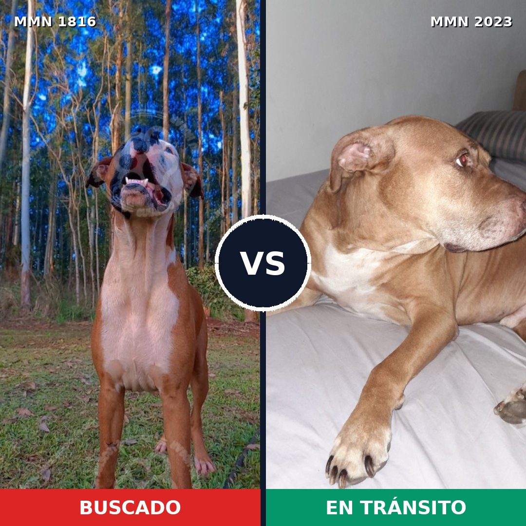 Comparativa MMS 51318: mascota perdida y mascota encontrada, 33% de similitud