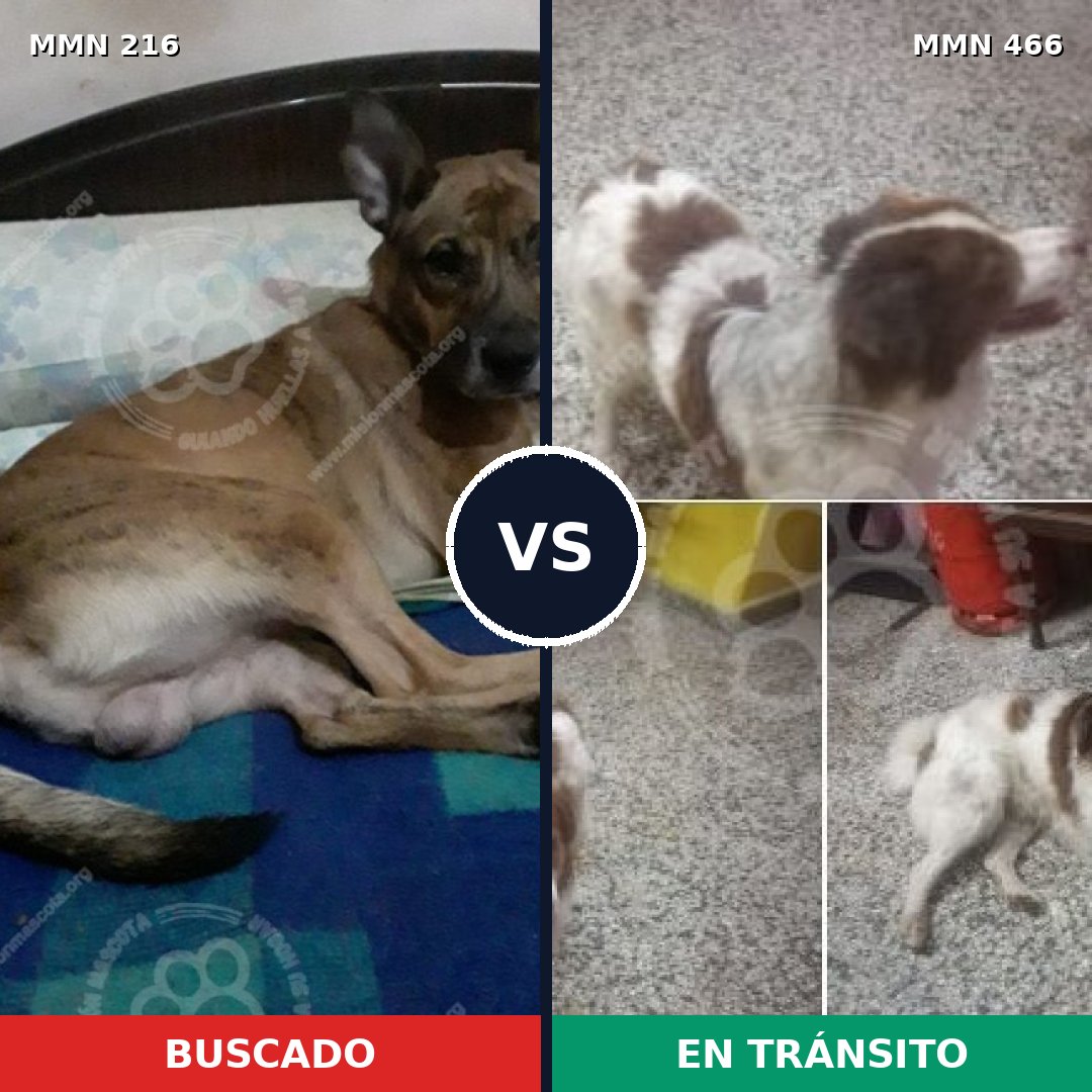 Comparativa MMS 5134: mascota perdida y mascota encontrada, 51% de similitud