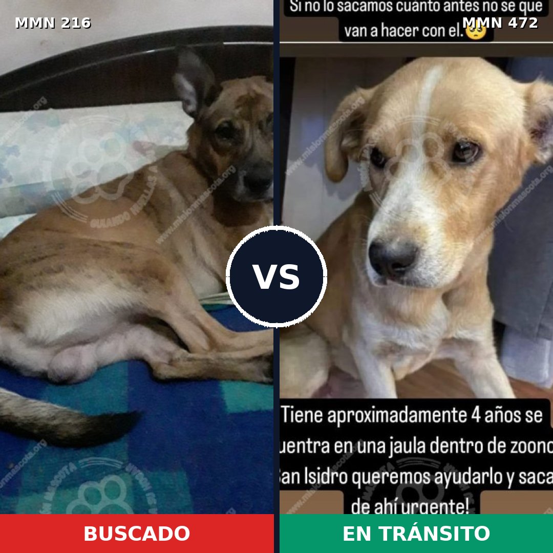 Comparativa MMS 5135: mascota perdida y mascota encontrada, 57% de similitud