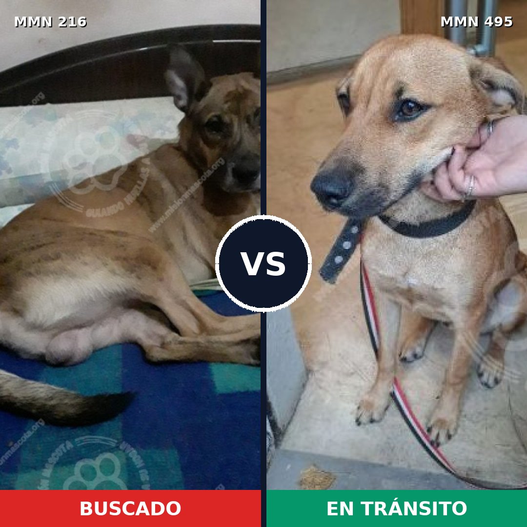 Comparativa MMS 5138: mascota perdida y mascota encontrada, 66% de similitud