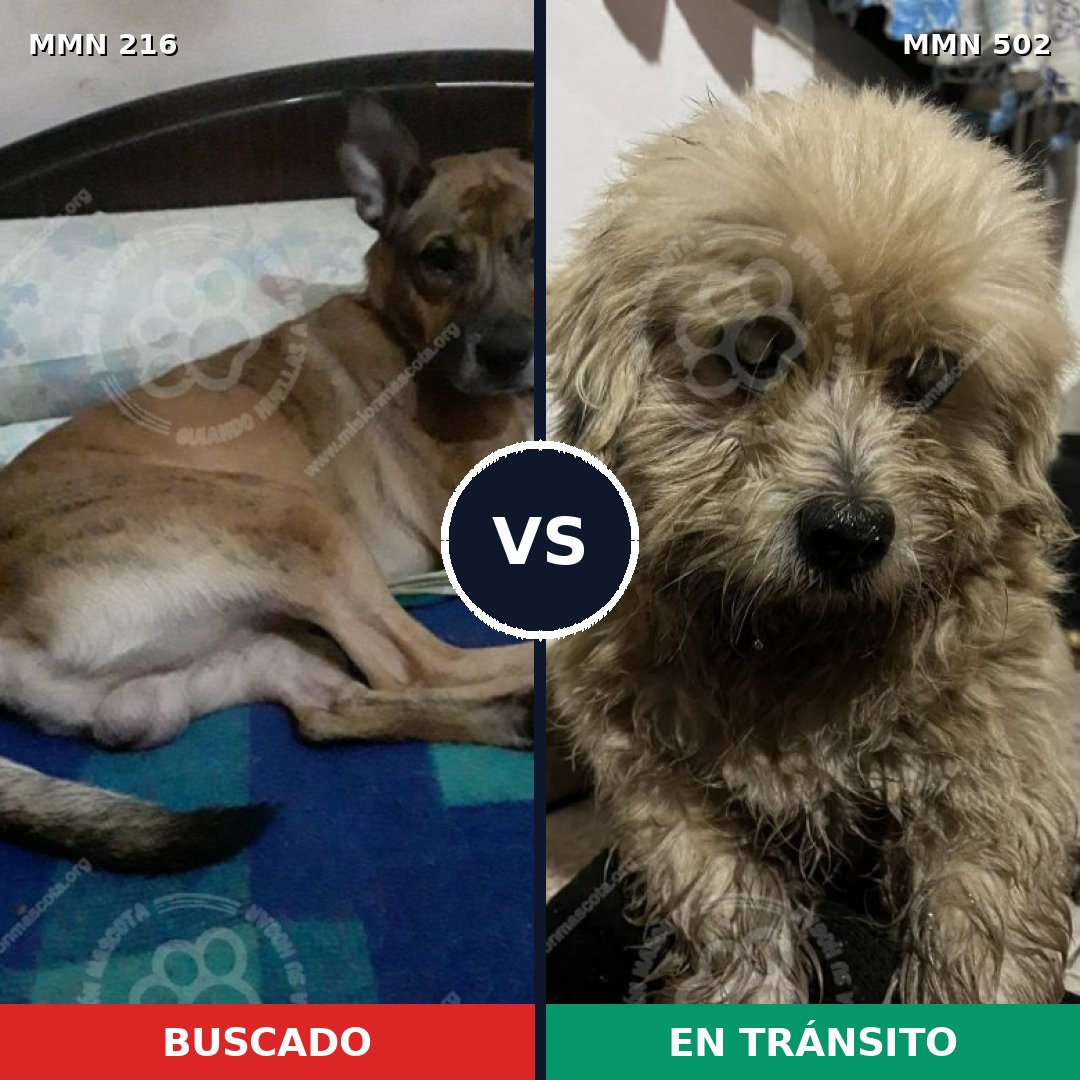Comparativa MMS 5139: mascota perdida y mascota encontrada, 20% de similitud
